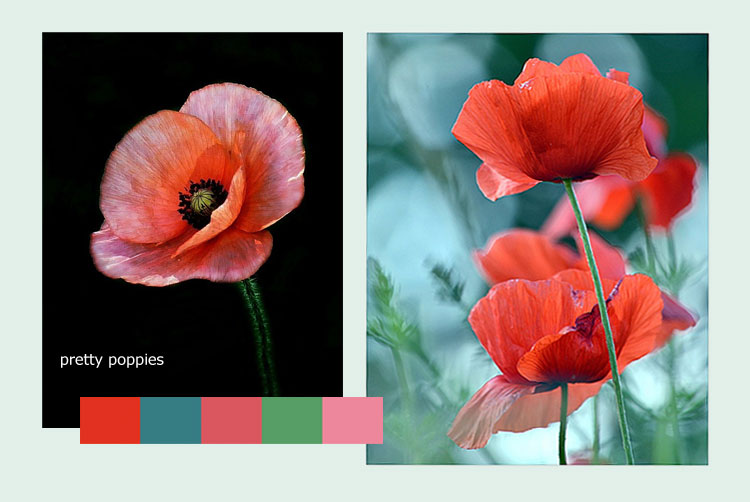 Poppy Inspiration from Pinterest