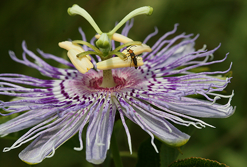 passionflower-bug