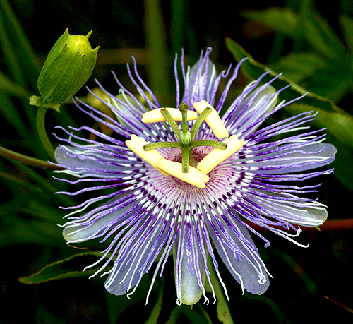 passionflower1