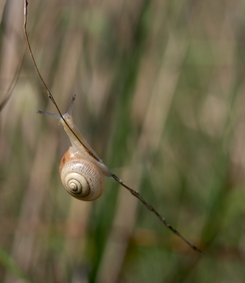 snail21