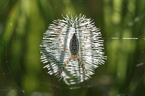 spider-closeup