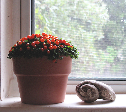 pumpkinplant
