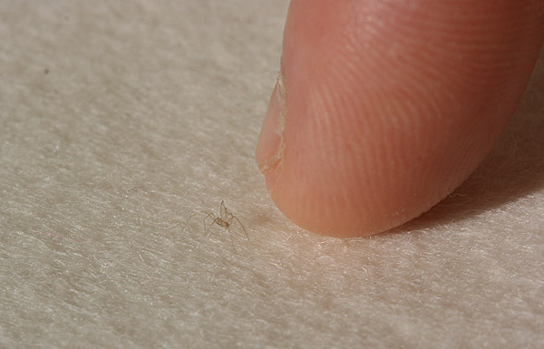 smallest-spider-in-the-world