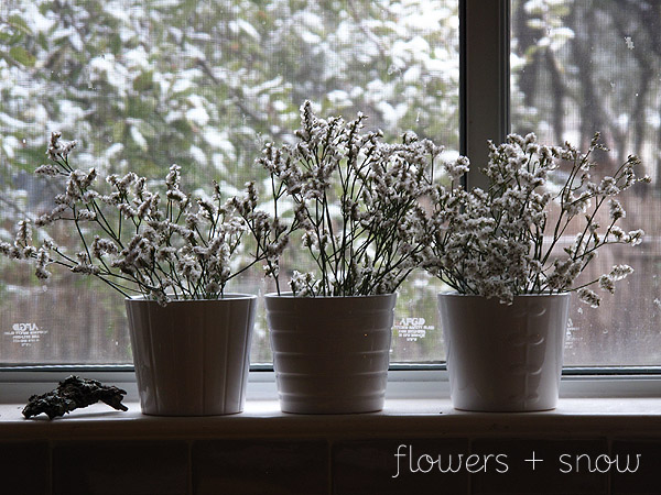 flowers-and-snow
