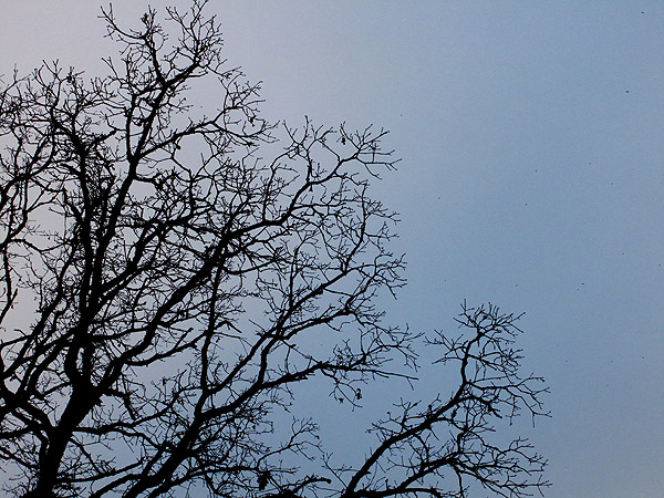 sky-tree-left