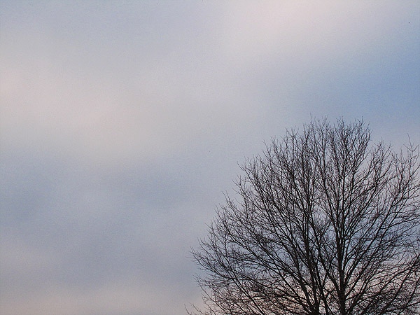 sky-tree-right