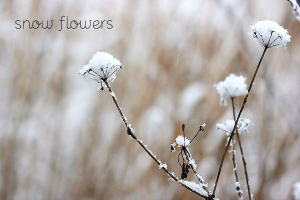 snow-and-flowers