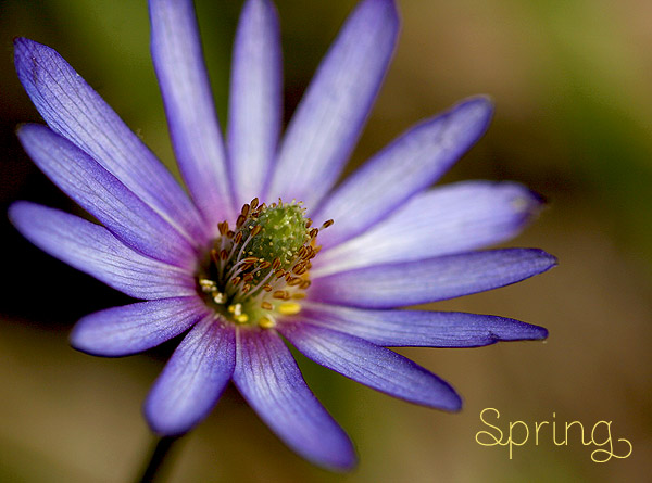 windflower-spring